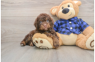 Mini Labradoodle Puppy for Adoption