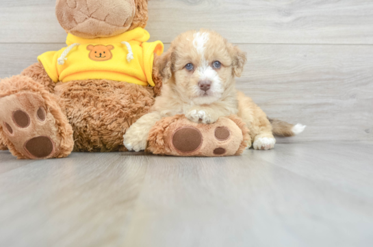Mini Labradoodle Puppy for Adoption