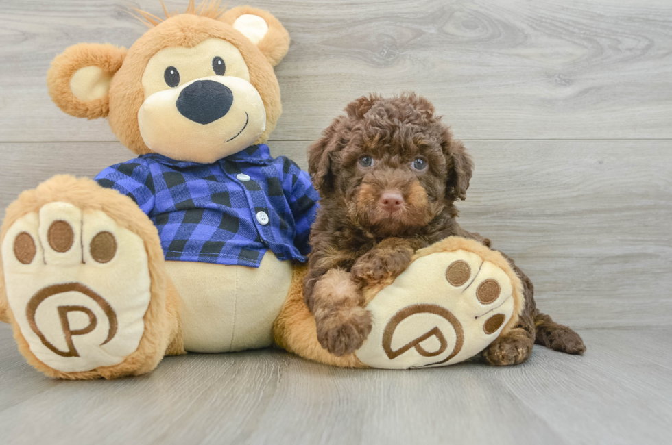 6 week old Mini Labradoodle Puppy For Sale - Florida Fur Babies