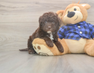 6 week old Mini Labradoodle Puppy For Sale - Florida Fur Babies