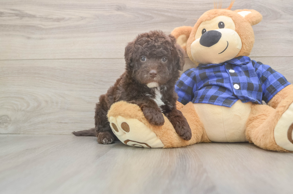 6 week old Mini Labradoodle Puppy For Sale - Florida Fur Babies