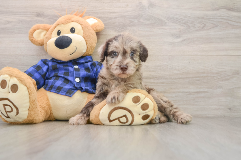 Mini Labradoodle Pup Being Cute