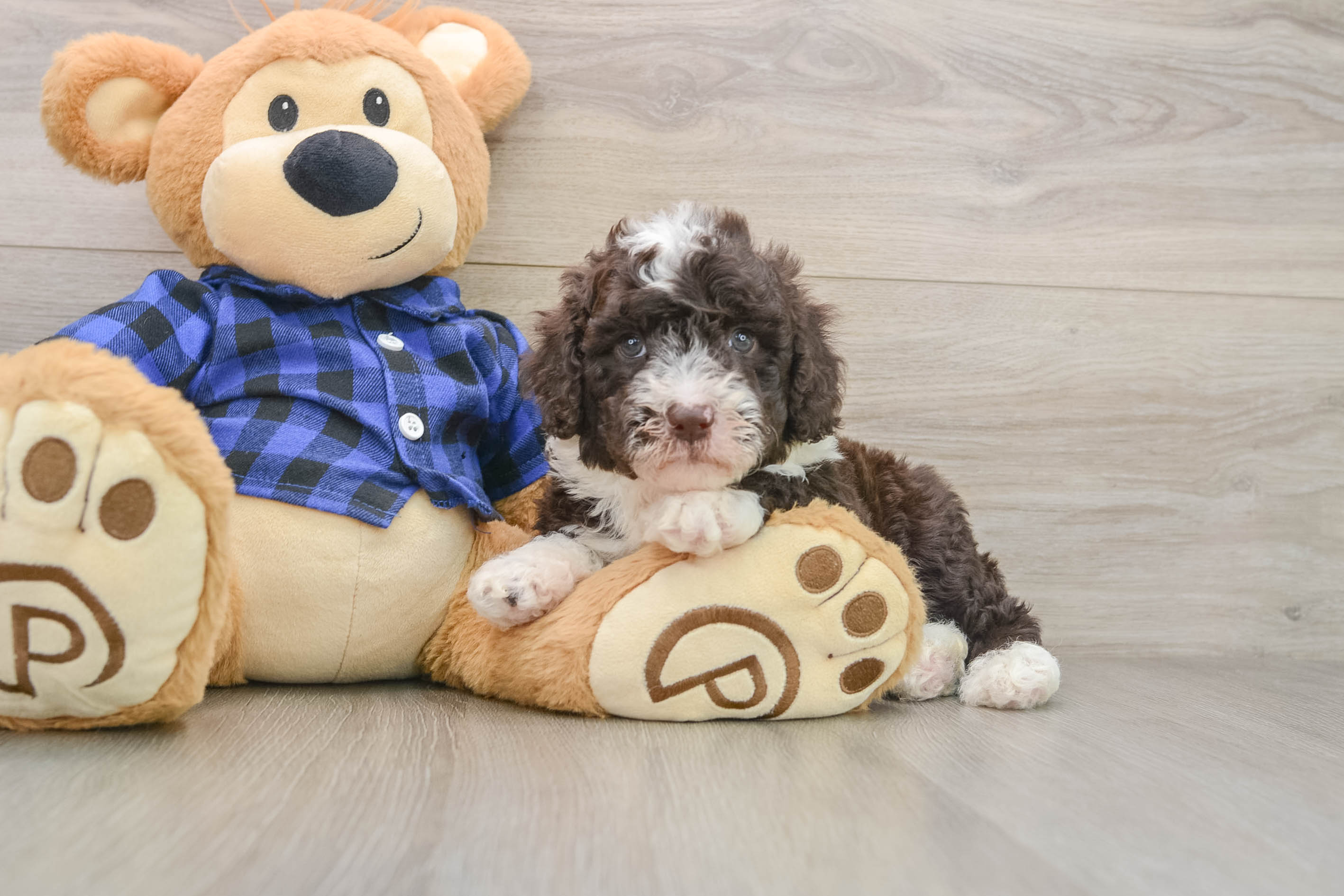 Sweet Mini Labradoodle Baby