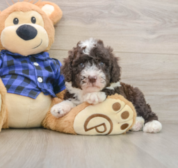 5 week old Mini Labradoodle Puppy For Sale - Florida Fur Babies