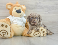 7 week old Mini Labradoodle Puppy For Sale - Florida Fur Babies