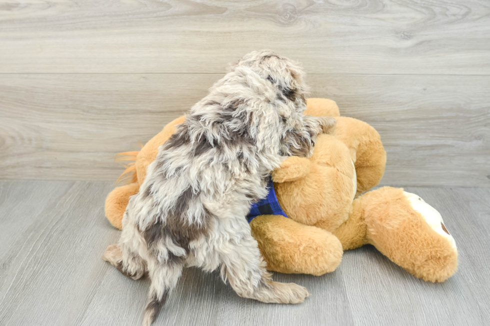 Best Mini Labradoodle Baby