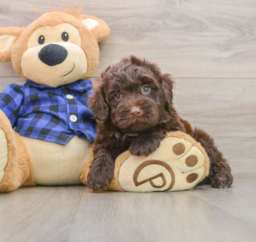 5 week old Mini Labradoodle Puppy For Sale - Florida Fur Babies