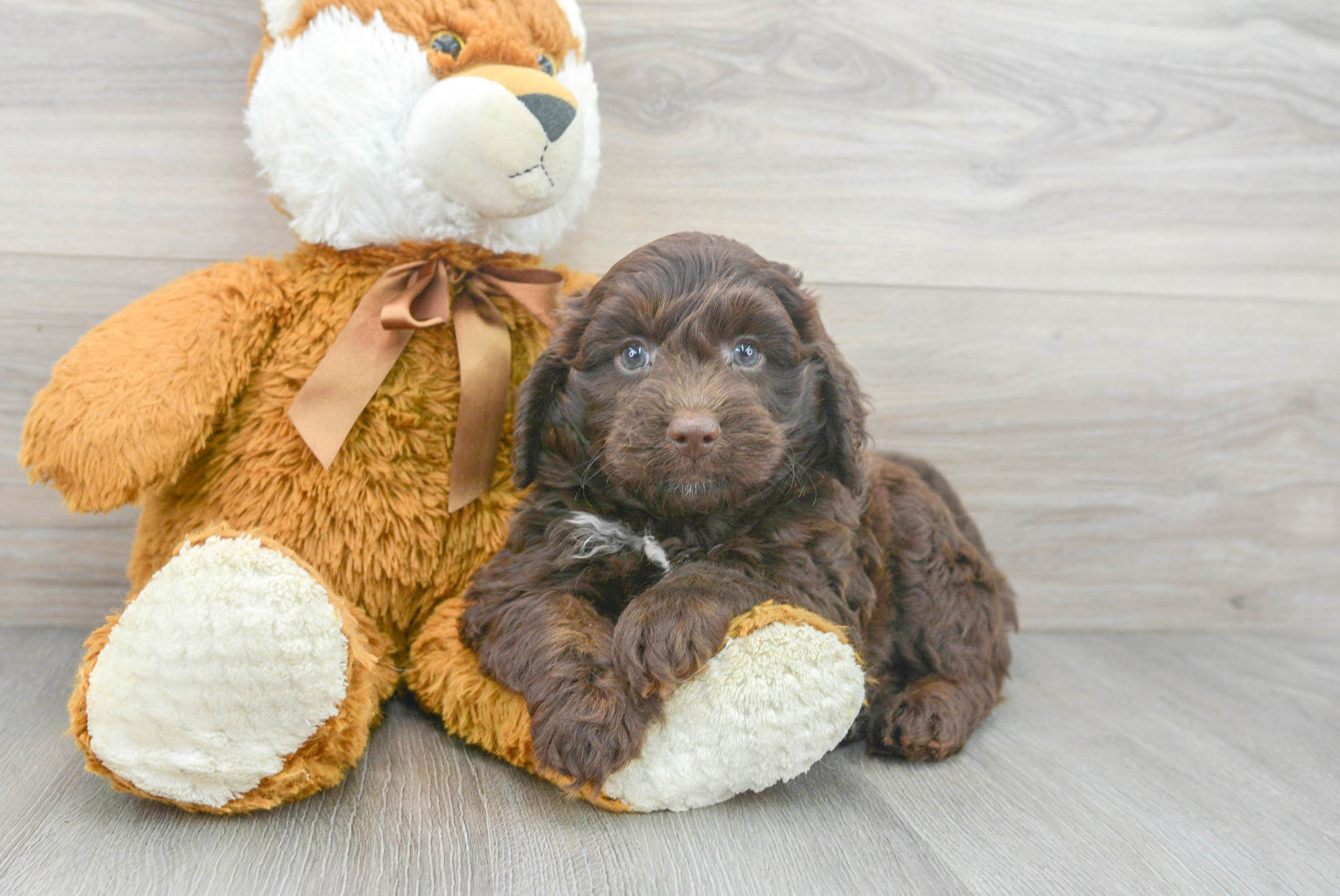 Cute Mini Labradoodle Baby
