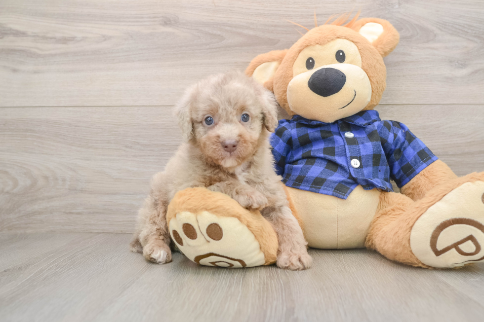 Adorable Labrapoo Poodle Mix Puppy