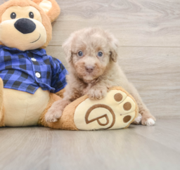 5 week old Mini Labradoodle Puppy For Sale - Florida Fur Babies