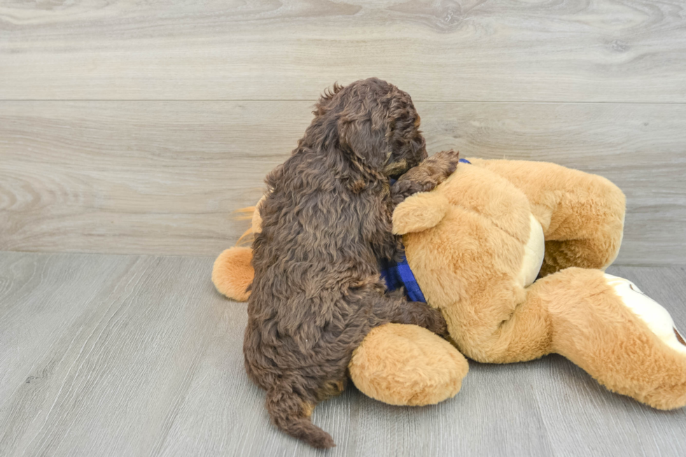 Happy Mini Labradoodle Baby