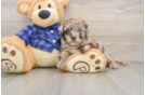 Mini Labradoodle Pup Being Cute