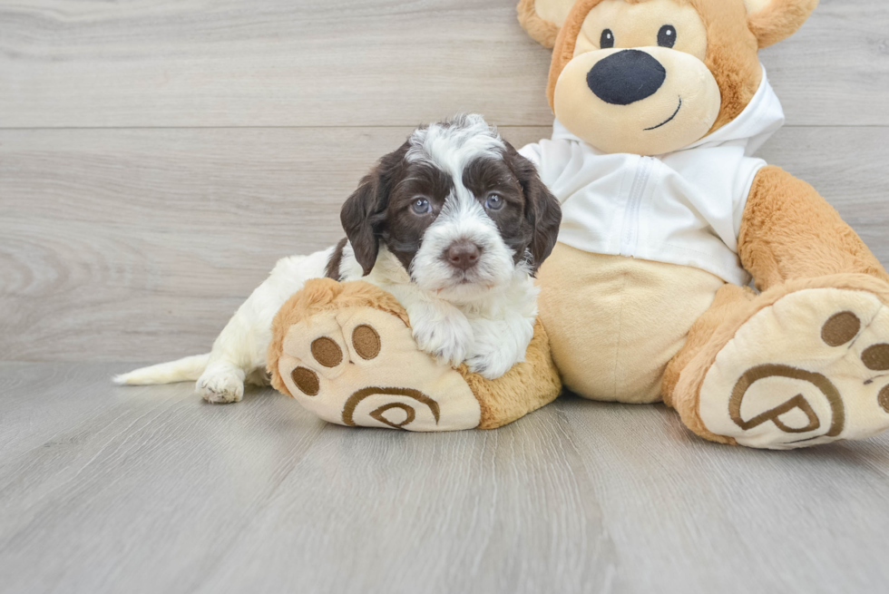 Fluffy Mini Labradoodle Poodle Mix Pup