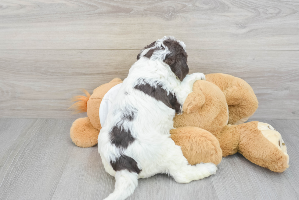 Small Mini Labradoodle Baby