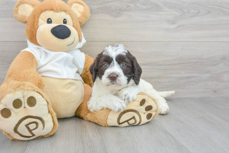 Little Labrador Poodle Mix Puppy
