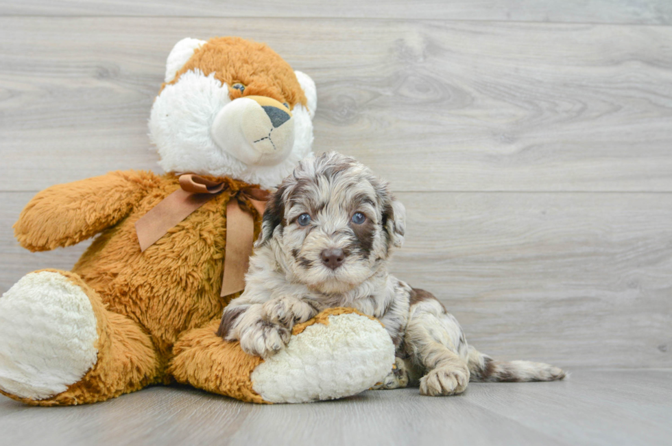 5 week old Mini Labradoodle Puppy For Sale - Florida Fur Babies