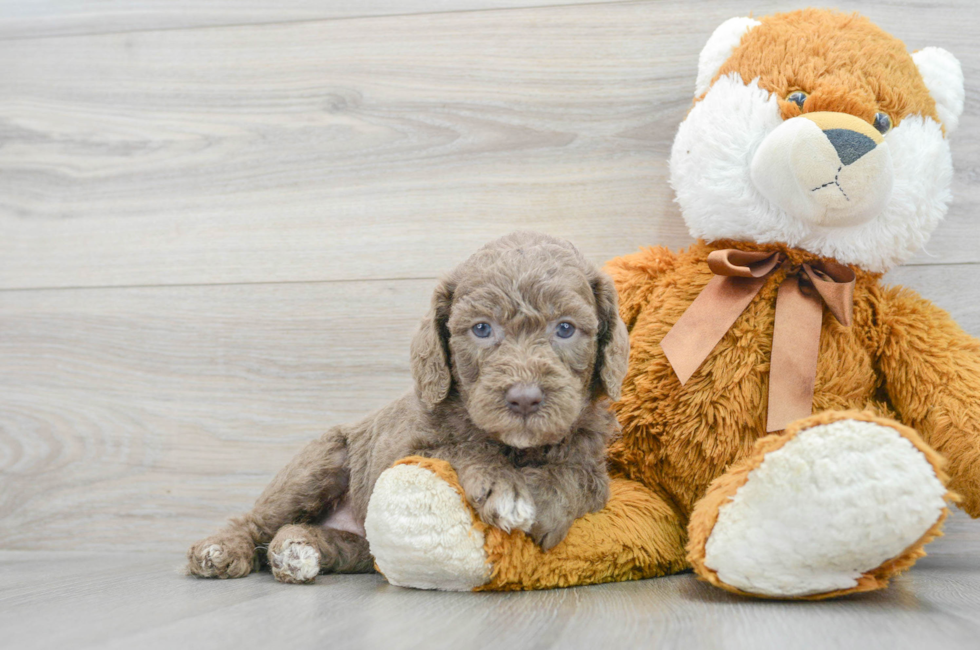 5 week old Mini Labradoodle Puppy For Sale - Florida Fur Babies
