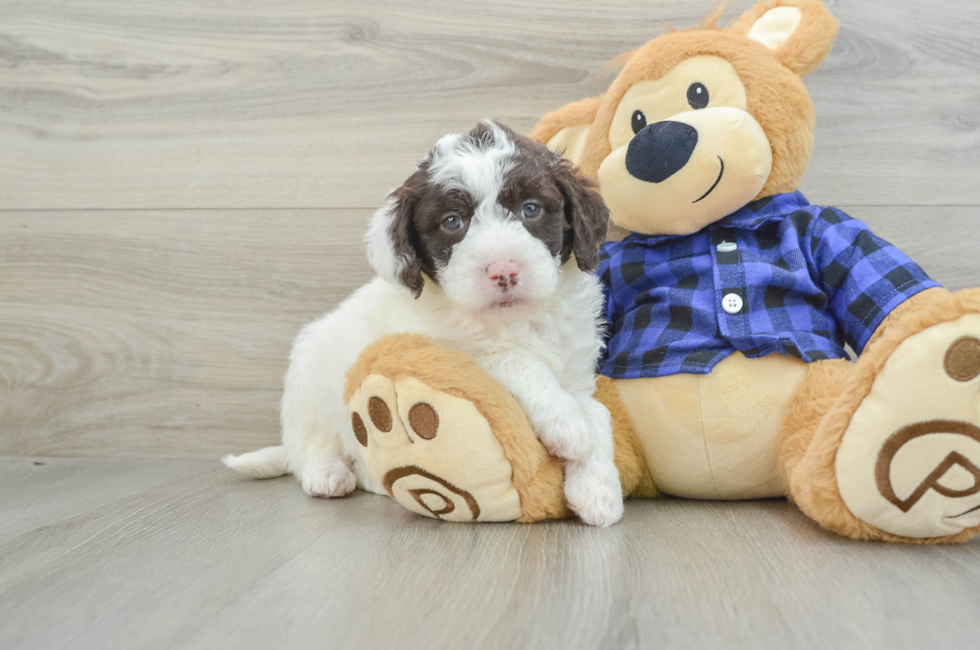 5 week old Mini Labradoodle Puppy For Sale - Florida Fur Babies