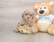 5 week old Mini Labradoodle Puppy For Sale - Florida Fur Babies