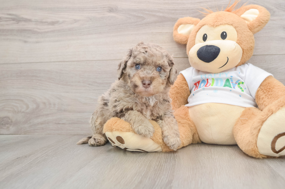 5 week old Mini Labradoodle Puppy For Sale - Florida Fur Babies