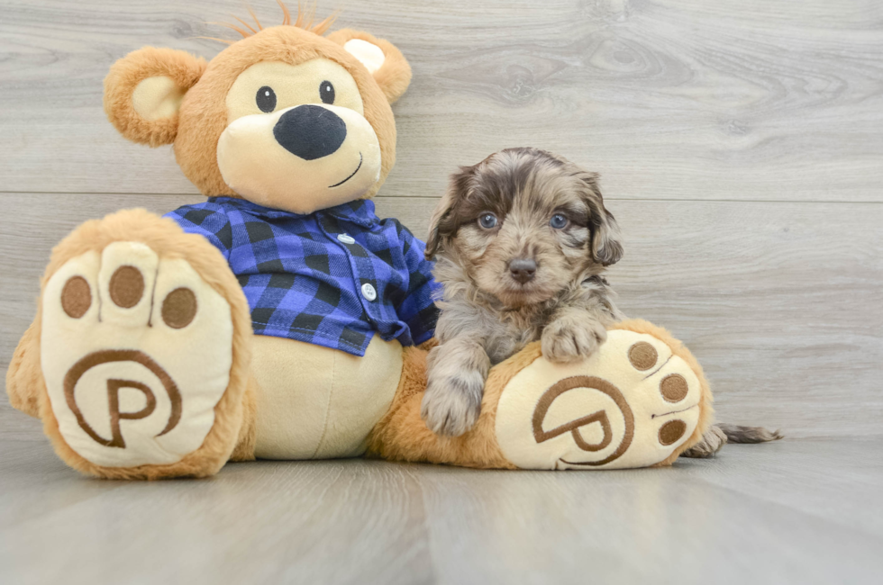 5 week old Mini Labradoodle Puppy For Sale - Florida Fur Babies