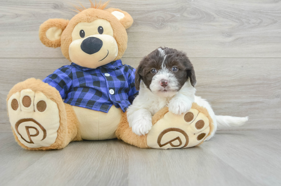 5 week old Mini Labradoodle Puppy For Sale - Florida Fur Babies