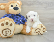 7 week old Mini Labradoodle Puppy For Sale - Florida Fur Babies