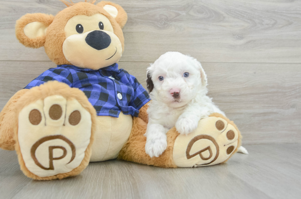 5 week old Mini Labradoodle Puppy For Sale - Florida Fur Babies