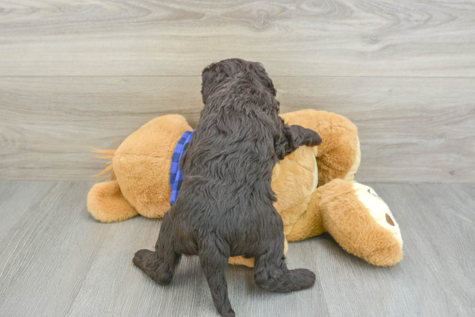 Best Mini Labradoodle Baby