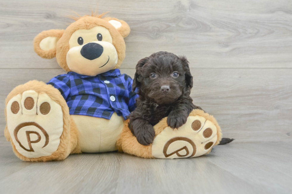 Mini Labradoodle Pup Being Cute