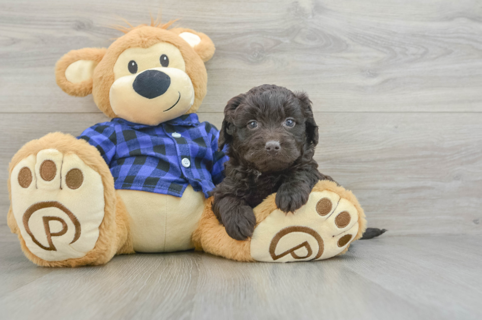 5 week old Mini Labradoodle Puppy For Sale - Florida Fur Babies