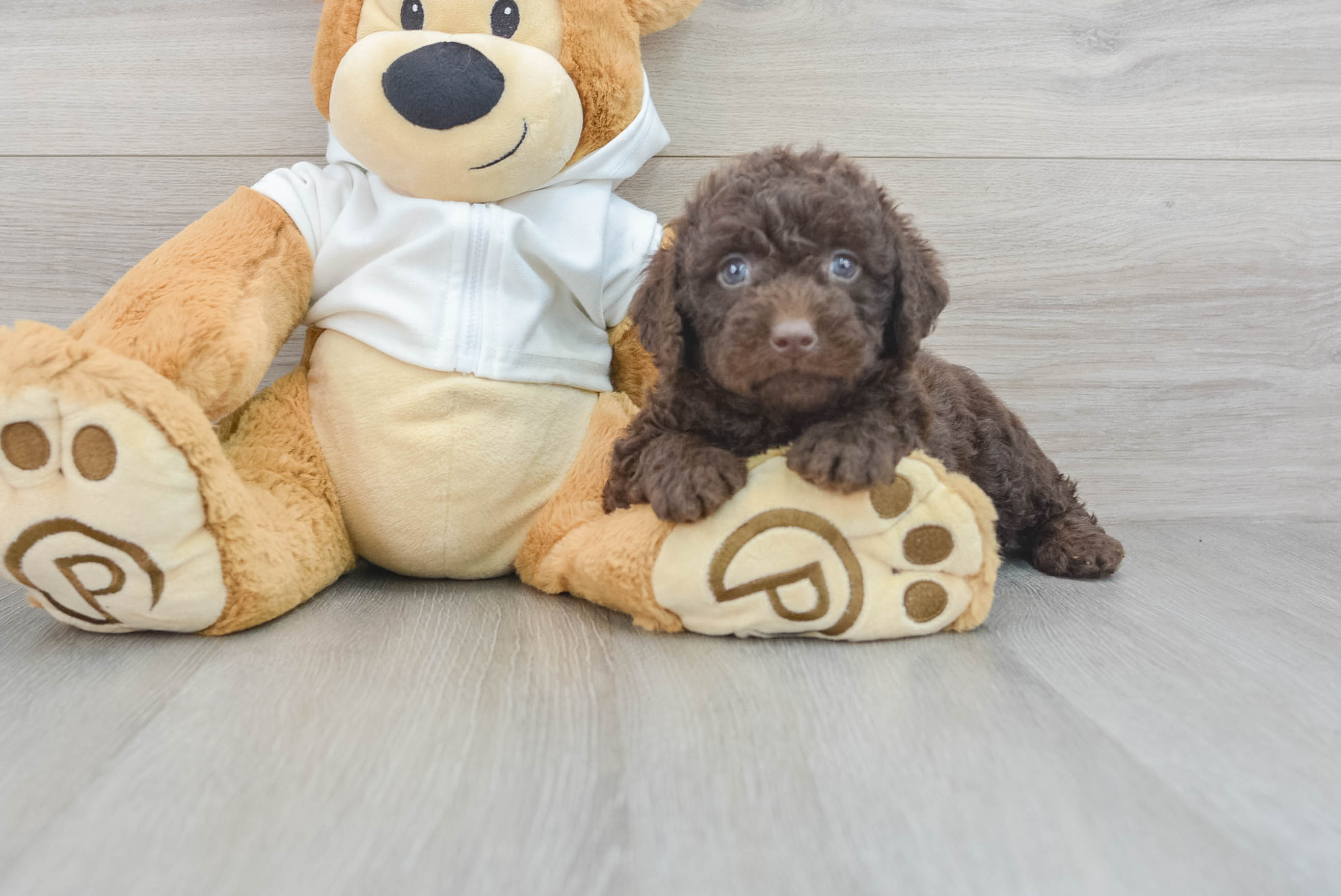 Teddy bear labradoodle 2025 puppies for sale