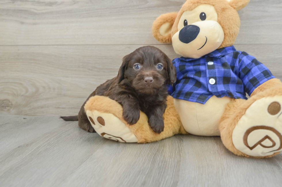 5 week old Mini Labradoodle Puppy For Sale - Florida Fur Babies