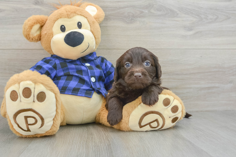 Mini Labradoodle Pup Being Cute