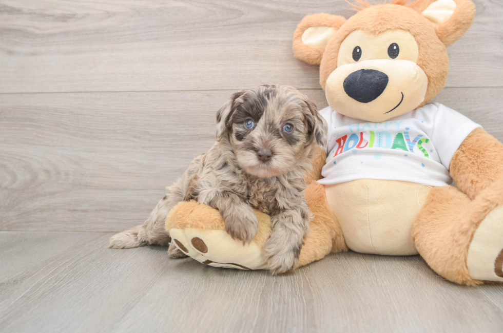 5 week old Mini Labradoodle Puppy For Sale - Florida Fur Babies