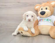 5 week old Mini Labradoodle Puppy For Sale - Florida Fur Babies