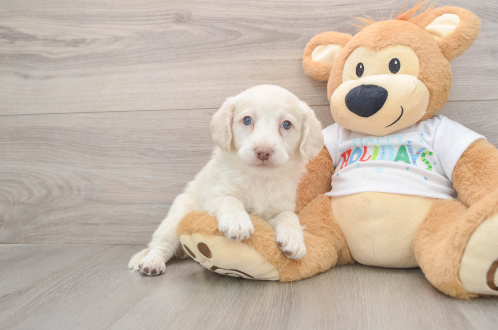 5 week old Mini Labradoodle Puppy For Sale - Florida Fur Babies