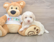 5 week old Mini Labradoodle Puppy For Sale - Florida Fur Babies