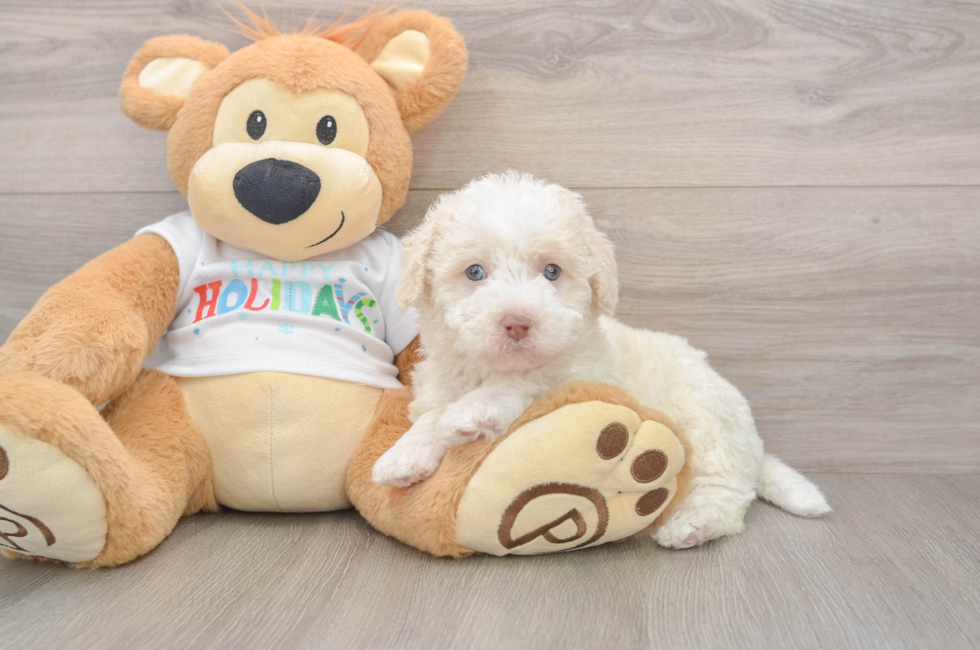 5 week old Mini Labradoodle Puppy For Sale - Florida Fur Babies