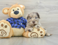 7 week old Mini Labradoodle Puppy For Sale - Florida Fur Babies