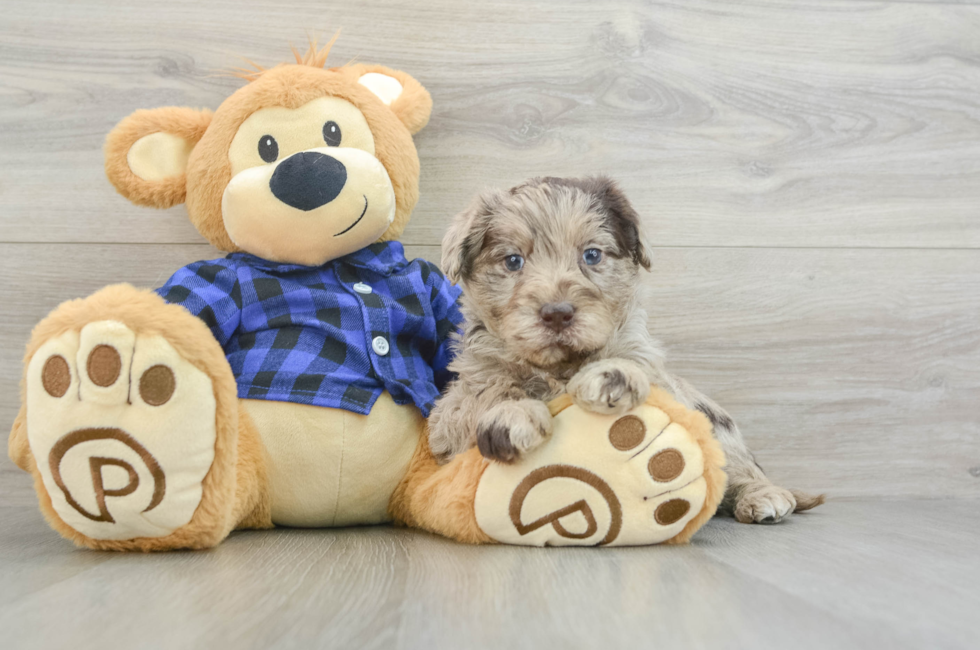 5 week old Mini Labradoodle Puppy For Sale - Florida Fur Babies