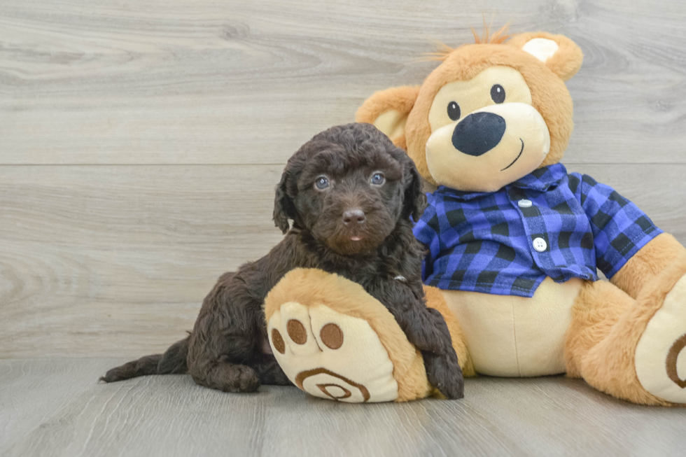 Little Labrapoo Poodle Mix Puppy