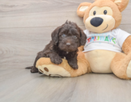 5 week old Mini Labradoodle Puppy For Sale - Florida Fur Babies