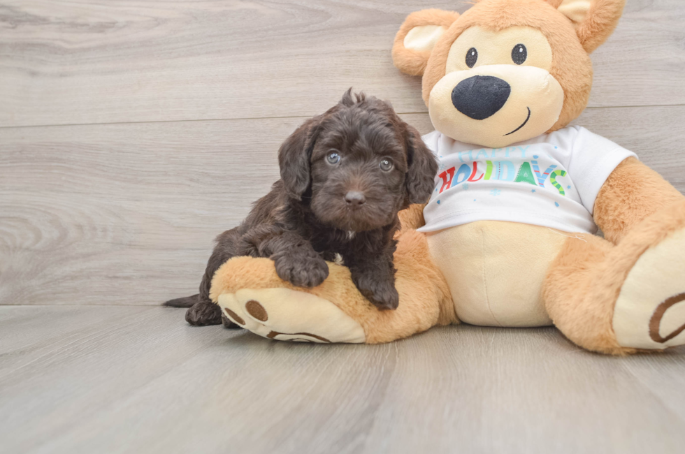 5 week old Mini Labradoodle Puppy For Sale - Florida Fur Babies
