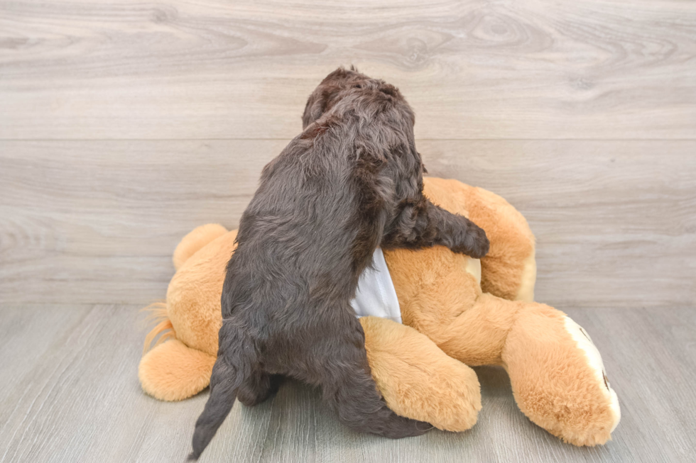 Smart Mini Labradoodle Poodle Mix Pup