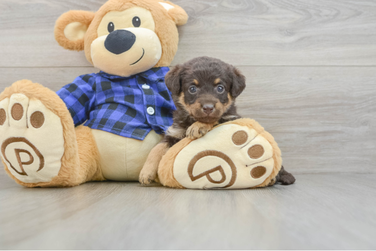 Smart Mini Labradoodle Poodle Mix Pup
