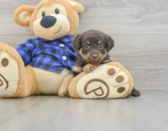 7 week old Mini Labradoodle Puppy For Sale - Florida Fur Babies