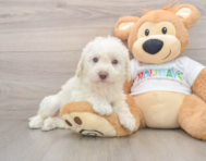 5 week old Mini Labradoodle Puppy For Sale - Florida Fur Babies