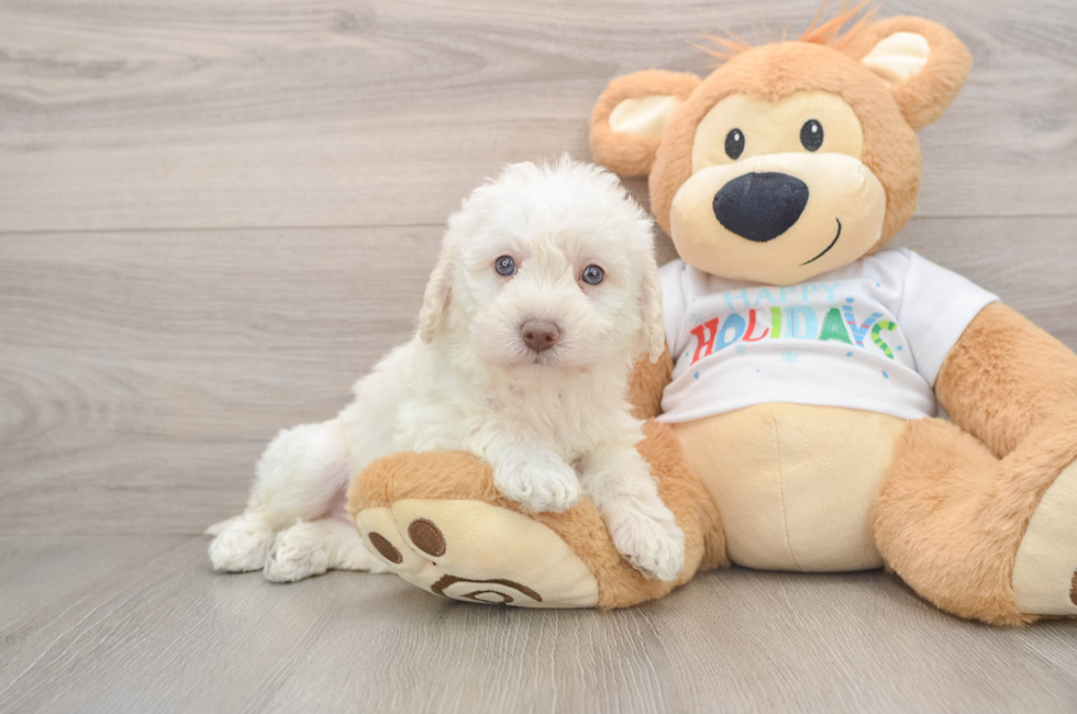 5 week old Mini Labradoodle Puppy For Sale - Florida Fur Babies