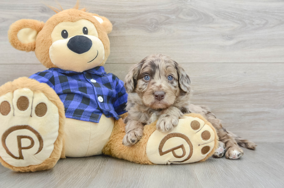 5 week old Mini Labradoodle Puppy For Sale - Florida Fur Babies